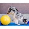 Ballon cacahuète de rééducation et proprioception pour chiens