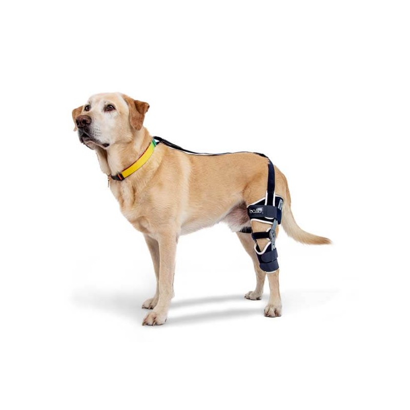 Genouillère articulée pour chien Balto Ligatek avec système d'ancrage