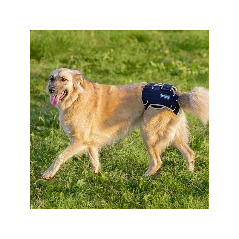 orthèse attelle de hanche pour chien et chats Balto Mikan