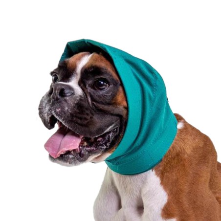 Le snood permet de protéger votre chien des épillets et des otites #co