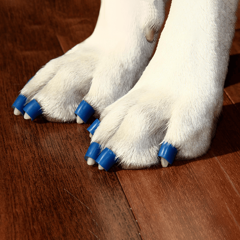 Chaussette antidérapante pour discount chien