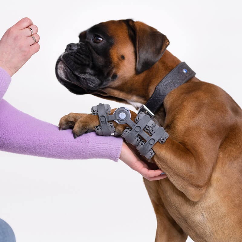 Attelle 4D articulée du carpe sur-mesure Wimba pour chiens mikan