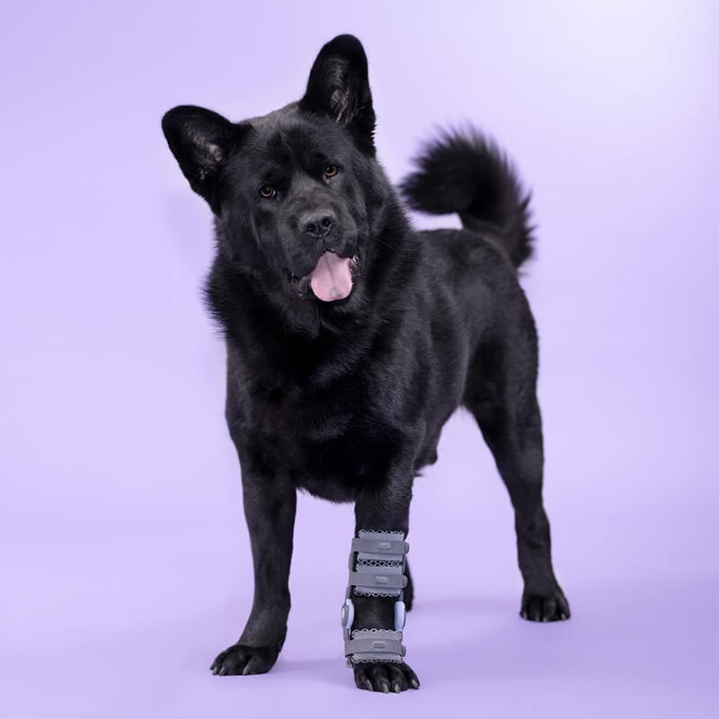 Attelle 4D articulée du carpe sur-mesure Wimba pour chiens mikan