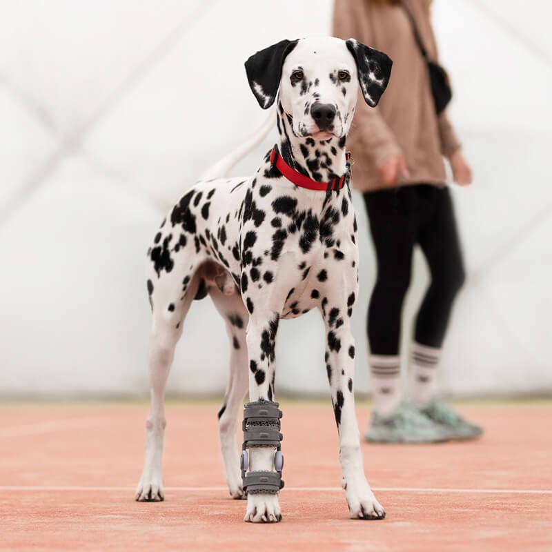 Attelle 4D articulée du carpe sur-mesure Wimba pour chiens mikan