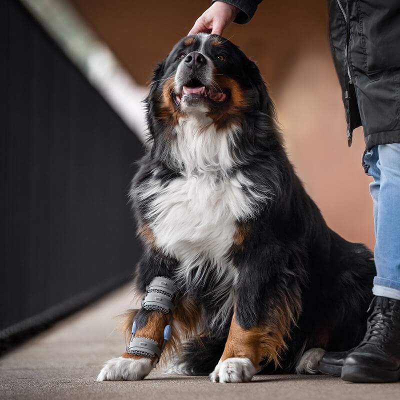 Attelle 4D articulée du carpe sur-mesure Wimba pour chiens mikan