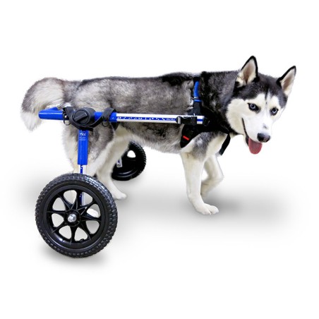chariot roulant chien chat handicapé walkin wheels Mikan
