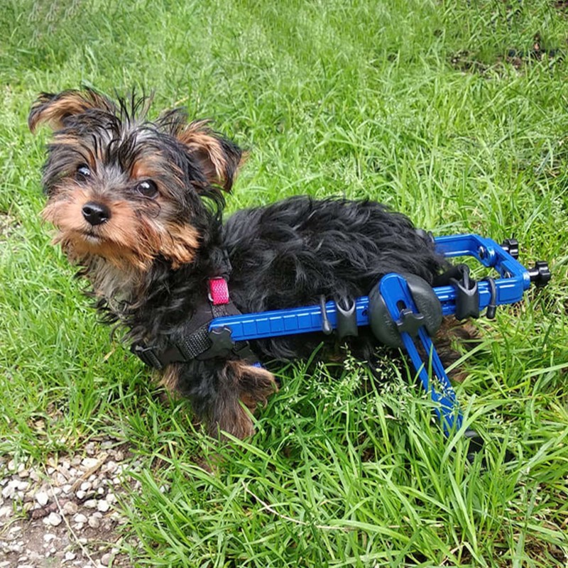 chariot roulant pour animaux handicapés walkin'wheels mikan