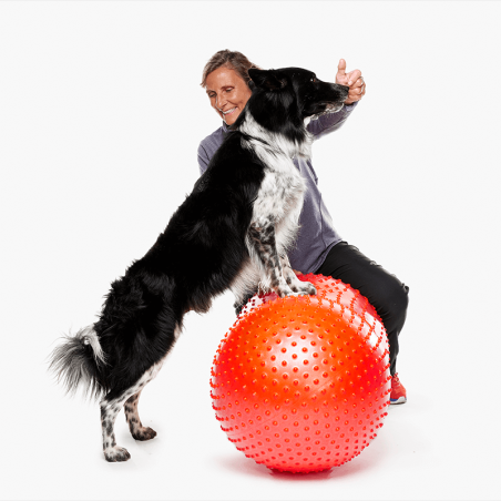 Ballon cacahuète de rééducation et proprioception pour chiens