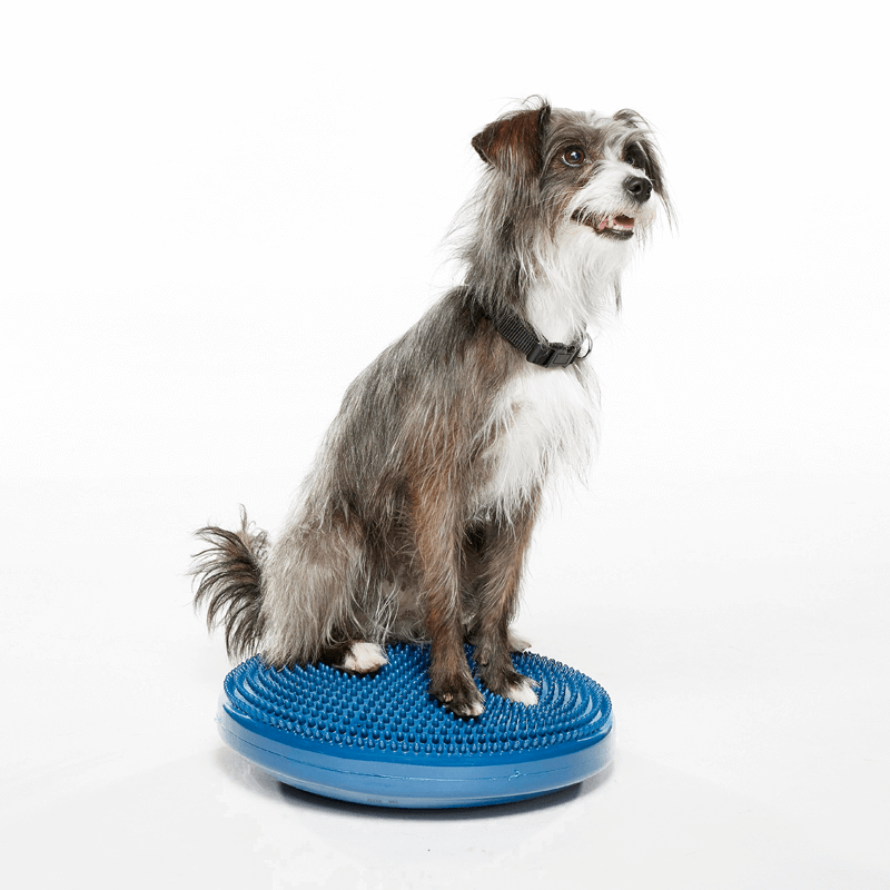 Disque d'équilibre FitPAWS Disque d'équilibre FitPAWS