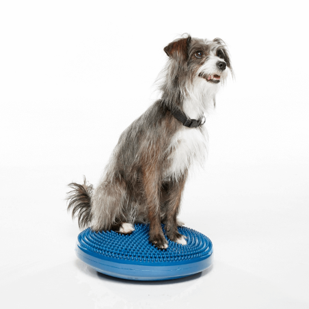 disque d'équilibre et de proprioception  pour la rééducation pour chien fitpaws