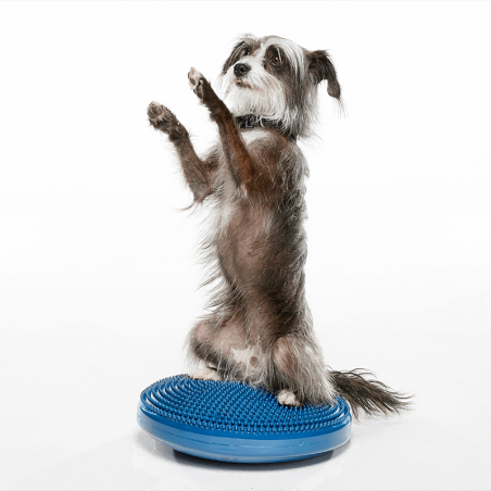 disque d'équilibre et de proprioception  pour la rééducation pour chien fitpaws