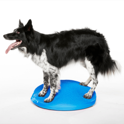 disque d'équilibre et de proprioception  pour la rééducation pour chien fitpaws