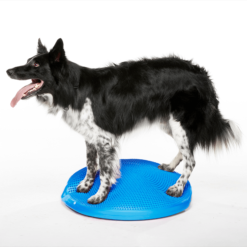Disque d'équilibre FitPAWS Disque d'équilibre FitPAWS