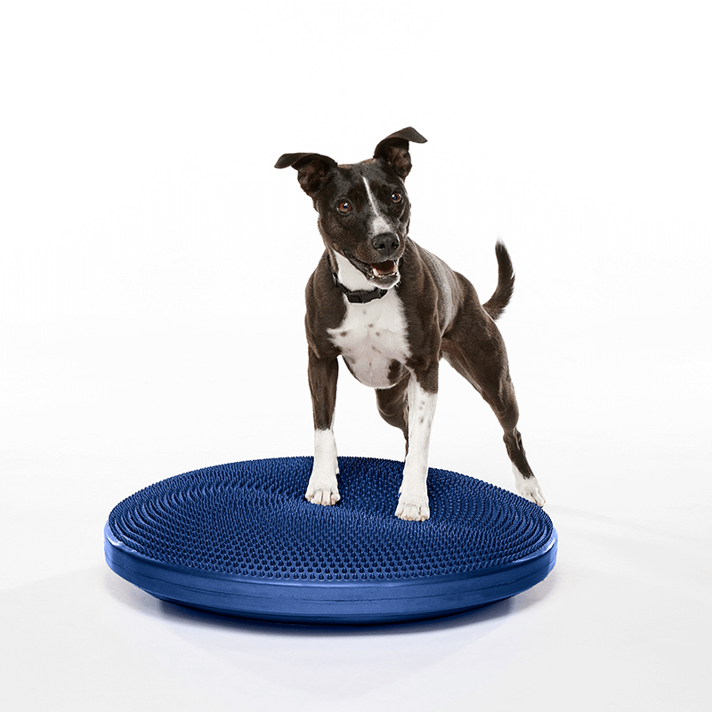 Disque d'équilibre FitPAWS Disque d'équilibre FitPAWS