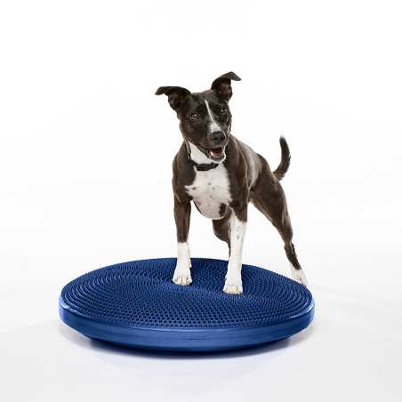 disque d'équilibre et de proprioception  pour la rééducation pour chien fitpaws