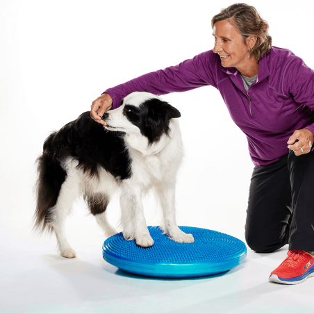 disque d'équilibre et de proprioception pour la rééducation pour chien fitpaws