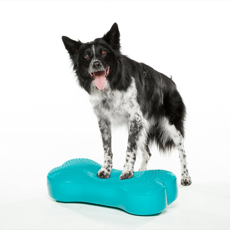 Coussin d'équilibre K9FITbone FITPAWS Coussin d'équilibre K9FITbone FITPAWS