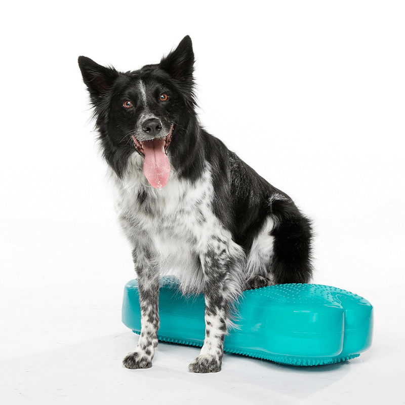 Coussin d'équilibre K9FITbone FITPAWS Coussin d'équilibre K9FITbone FITPAWS