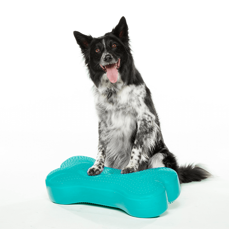 Coussin d'équilibre K9FITbone FITPAWS Coussin d'équilibre K9FITbone FITPAWS