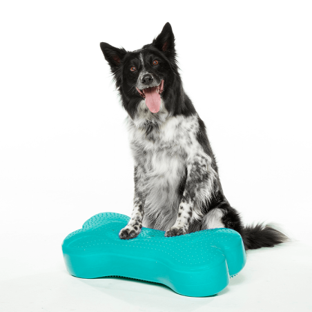 Coussin d'équilibre K9FITbone pour rééducation chien