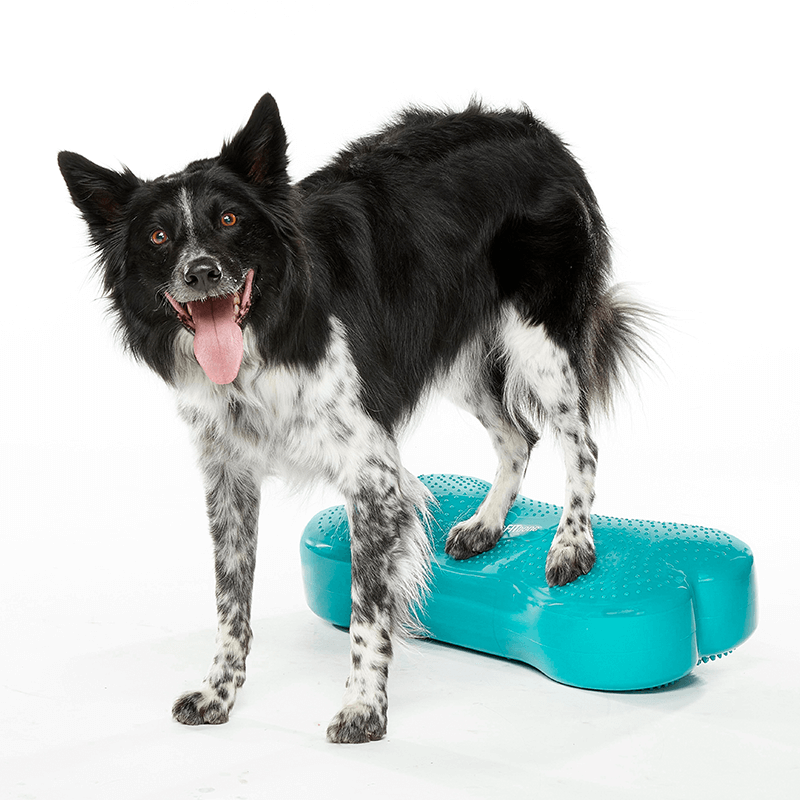Coussin d'équilibre K9FITbone FITPAWS Coussin d'équilibre K9FITbone FITPAWS