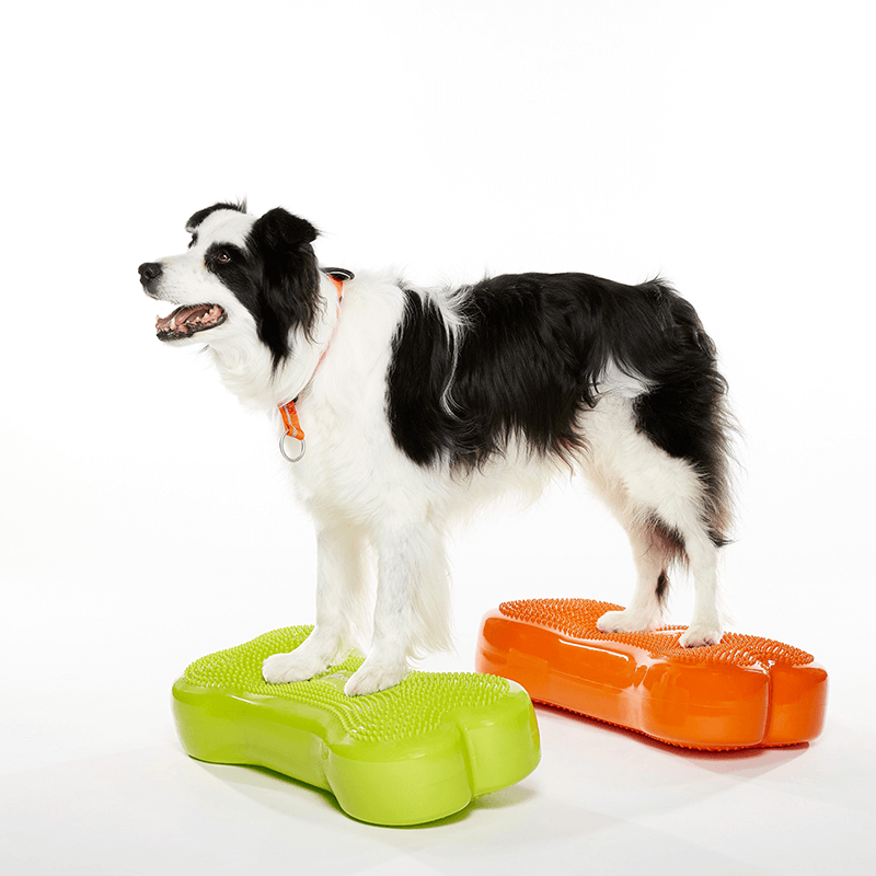 Coussin d'équilibre K9FITbone FITPAWS Coussin d'équilibre K9FITbone FITPAWS