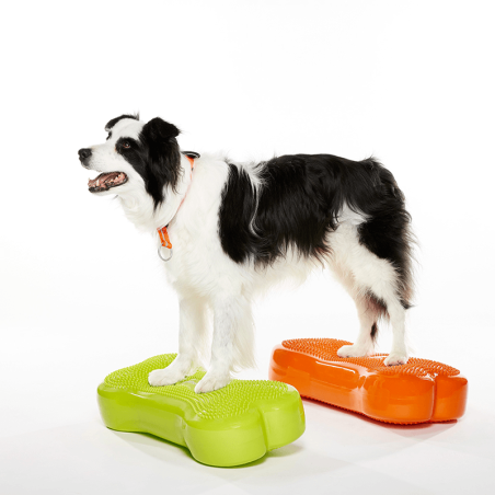 Coussin d'équilibre K9FITbone pour rééducation chien