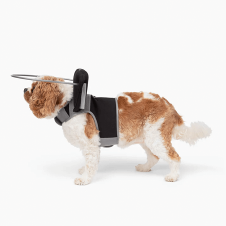 protection pour chien malvoyant ou aveugle muffin's Halo, guide harnais anti-collision