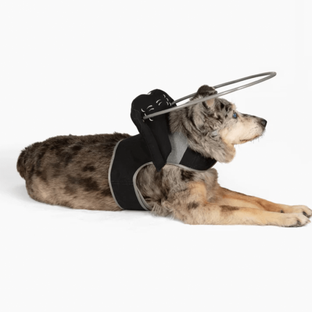 protection pour chien malvoyant ou aveugle muffin's Halo, guide harnais anti-collision