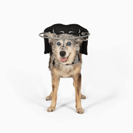 protection pour chien malvoyant ou aveugle muffin's Halo, guide harnais anti-collision