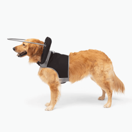 protection pour chien malvoyant ou aveugle muffin's Halo, guide harnais anti-collision