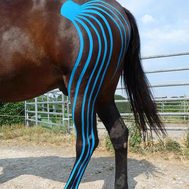 Bande Kinesio Taping VetkinTape® pour chevaux et chiens Bande Kinesio Taping VetkinTape® pour chevaux et chiens
