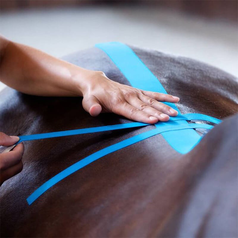 Bande Kinesio Taping VetkinTape® pour chevaux et chiens Bande Kinesio Taping VetkinTape® pour chevaux et chiens
