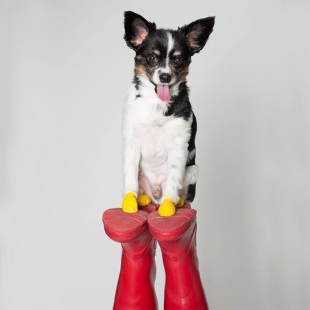 chaussures pour chien pawz