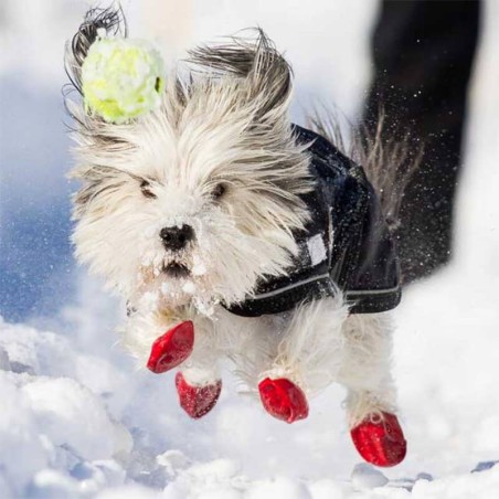 chaussures pour chien pawz