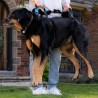 Harnais de portage résistant et ajustable pour tout le corps du chien help em up par mikan