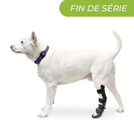 Attelle rigide walkin wheels – patte arriere chien et chat