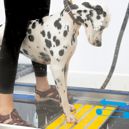 Tapis roulant immergé pour animaux Hydro Physio 5