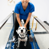 Tapis roulant immergé pour animaux Hydro Physio 5