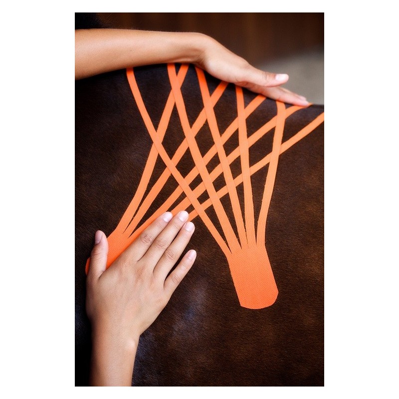 Bande Kinesio Taping VetkinTape® pour animaux Bande Kinesio Taping VetkinTape® pour animaux