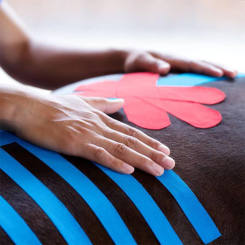 Bande kinesio taping VETKIN Tape pour animaux Bande kinesio taping VETKIN Tape pour animaux