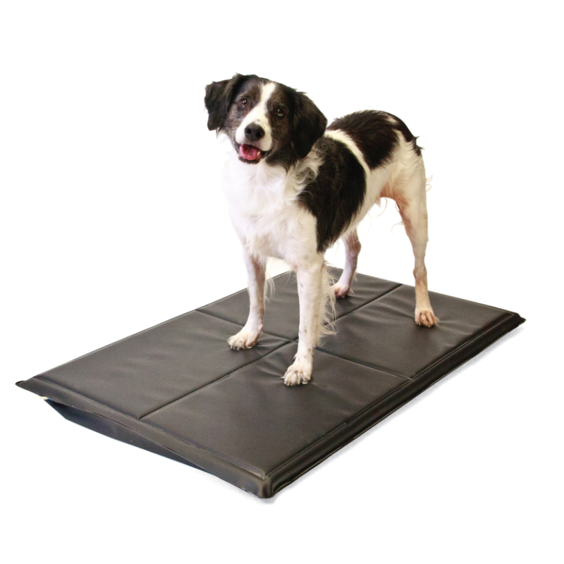 Système d'analyse posturale pour animaux Mikan