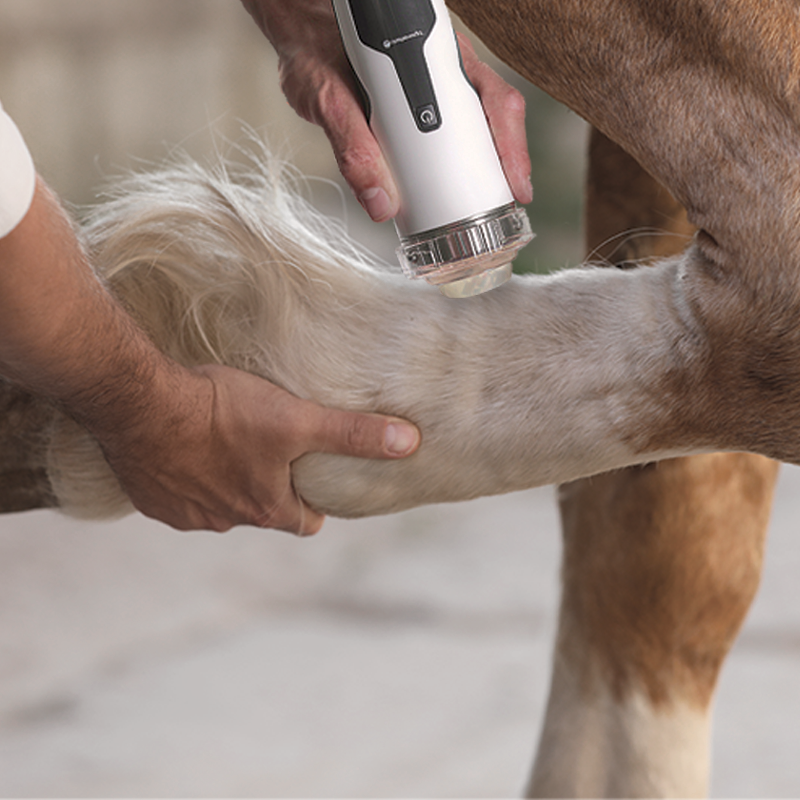 Onde de choc focalisée intelect pour vétérinaire