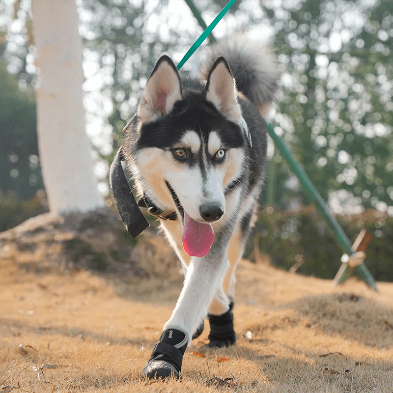 Chaussures souples rembourrées hiver pour chien et chat