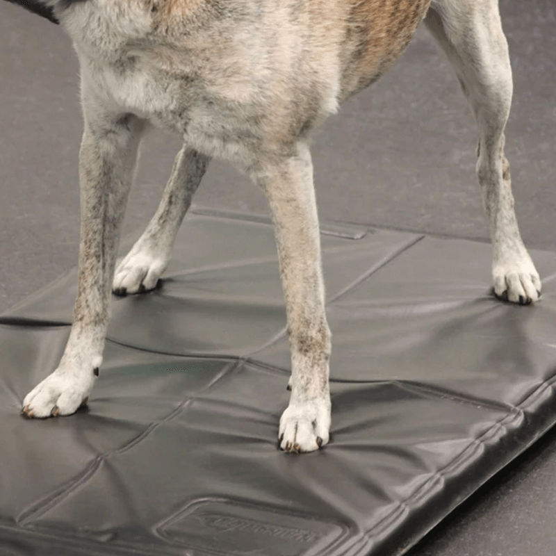 Système d'analyse posturale pour animaux Mikan