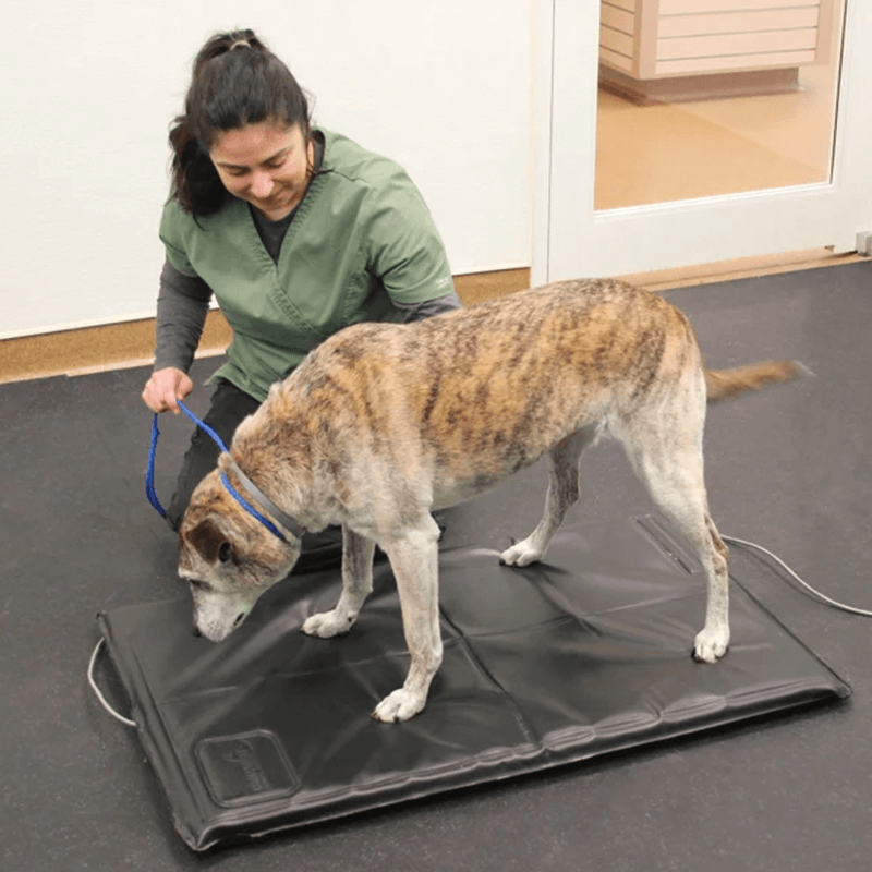 Système d'analyse posturale pour animaux Mikan