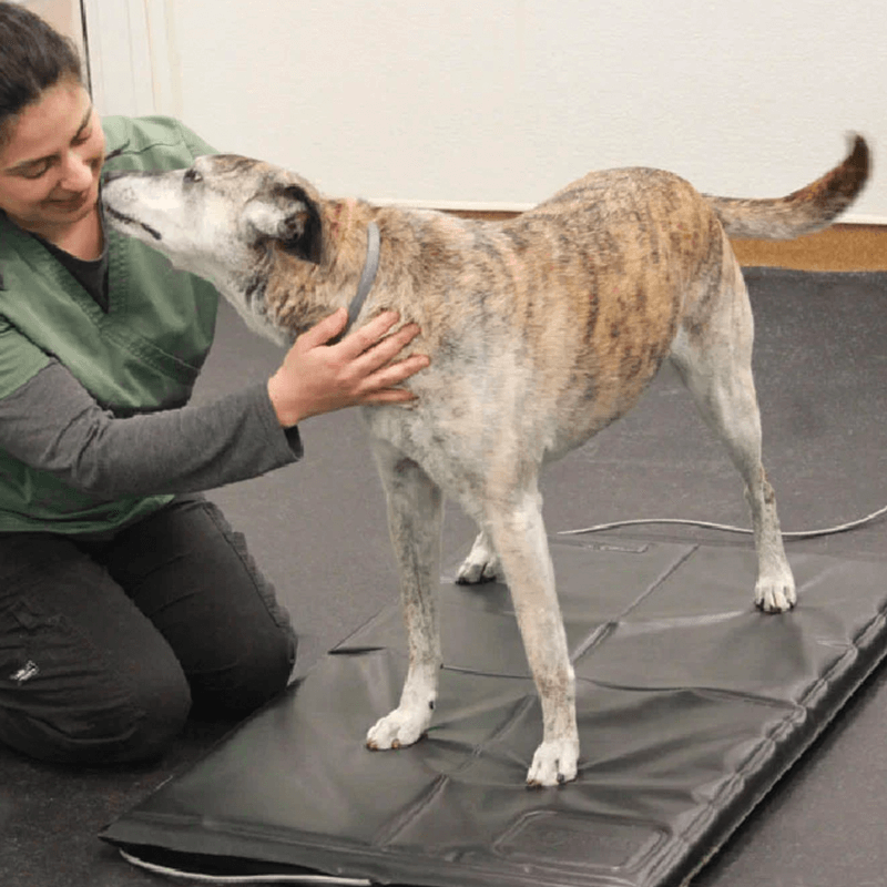 Système d'analyse posturale pour animaux Mikan