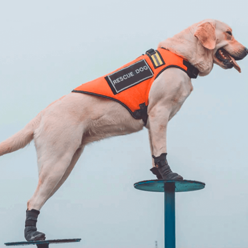 Bottines respirantes et légères pour chien et chat