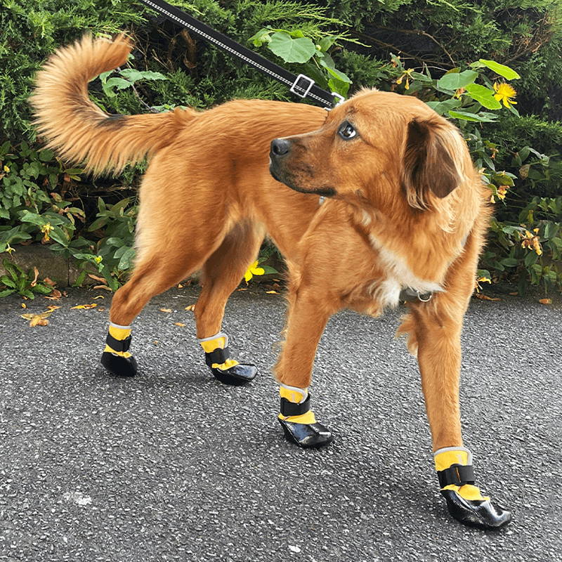 Chaussures souples légères pour chien et chat