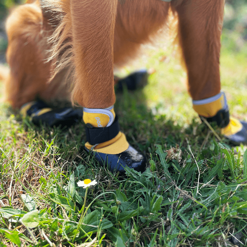 Chaussures souples légères pour chien et chat